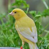 Masteran Kenari Offline Full Isian on 9Apps