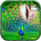 PEACOCK PHOTO FRAME EDITOR-Photo frame editor suit on 9Apps