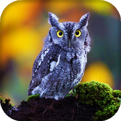 Owl Live Wallpaper : 7fon &amp; LWP icon