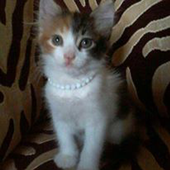 Talking Cat 3  -  Amazing icon