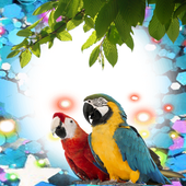 Macaw Birds Photo Frames icon