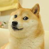 2# Stickers WhatsApp Pack Animais Engraçados