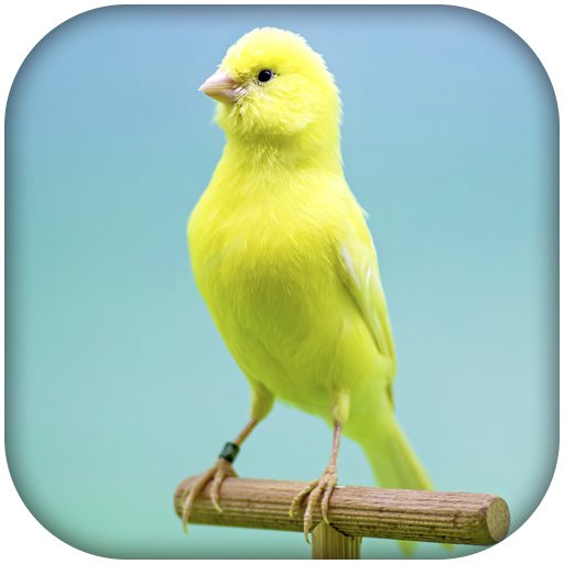 Canary Bird Sounds &amp; Singing icon