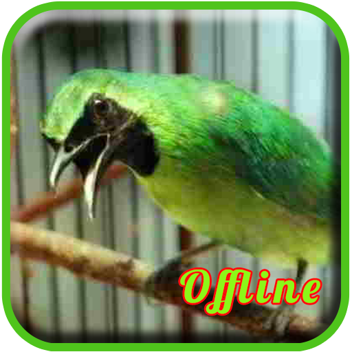 ikon Masteran Cucak Ijo Full Isian