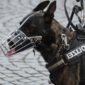 American Police Dog icon