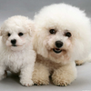 Bichon Frise Dogs Jigsaw icon