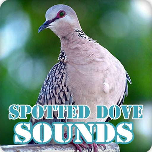 Spotted Dove Bird Sounds Collection icon