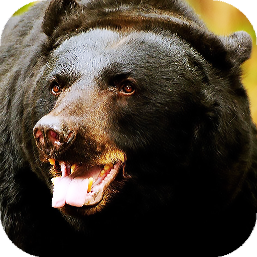 Bear Wallpapers HD &amp; 4k Backgrounds icon