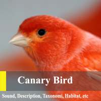 Canary Birds Master on 9Apps