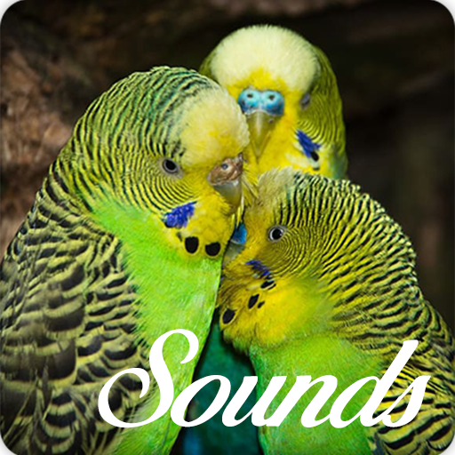 Budgerigar Bird Song and Ringtone Audio icon