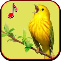 Birds Ringtone