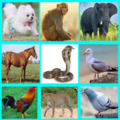 Animal Sounds icon