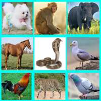 Animal Sounds