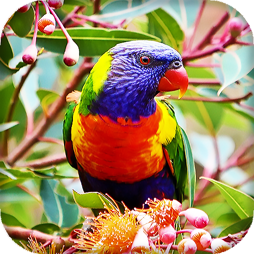 Parrots Live Wallpaper : 7fon &amp; LWP icon