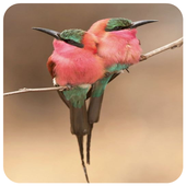 The most beautiful birds in the world icon