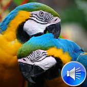 Parrots Bird Sounds Ringtones icon