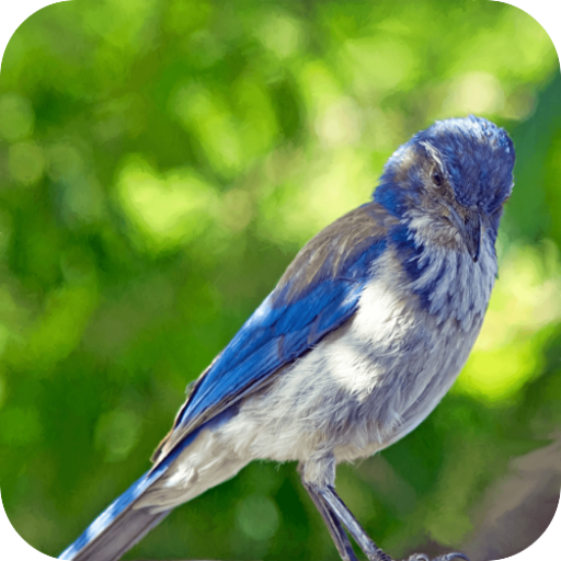 Relax &amp; Sleep with Bird Sounds icon