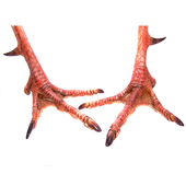 Turkey Calls for Spring Toms icon