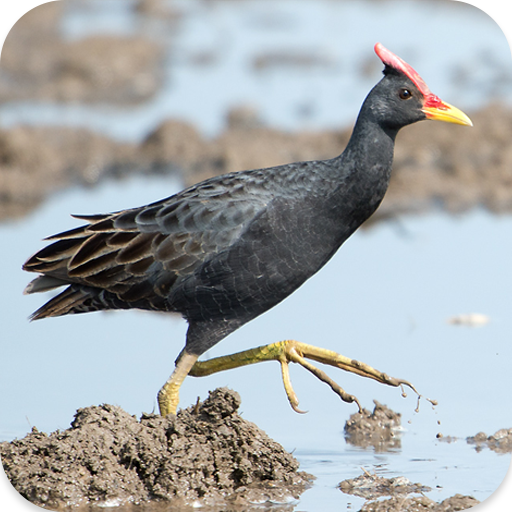 Watercock Bird Calls icon