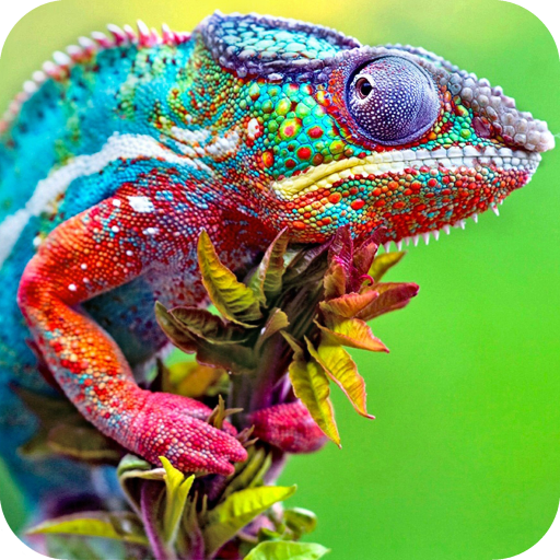 Chameleon Full HD Wallpaper icon