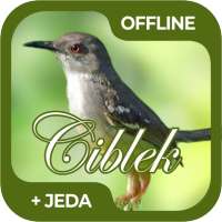 Masteran Burung Ciblek Offline