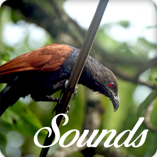 Coucal Bird Song Sounds and Ringtone Audio icon