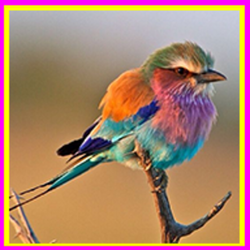 Bird Sounds &amp; Bird Calls icon