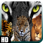 Big Cats Wallpaper icon