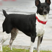 Rat Terrier Dogs Jigsaw Puzzle icon