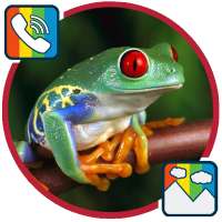 Frog - RINGTONES and WALLPAPERS on 9Apps