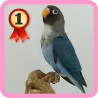 Kicau Lovebird on 9Apps