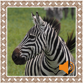 Zebra Sounds icon