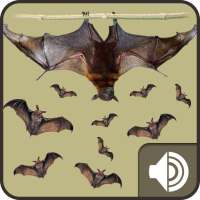 Bat Sounds