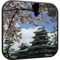 Sakura Video Live Wallpaper