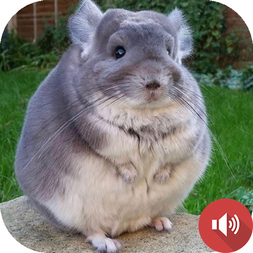 Chinchilla Sounds icon