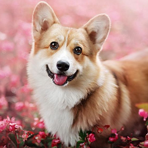 Dog Wallpaper icon