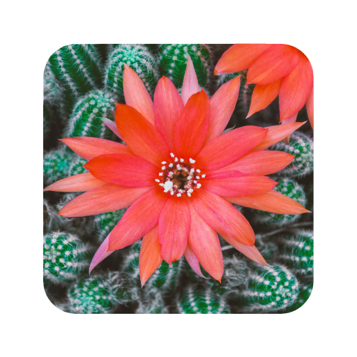 Cactus Flowers Wallpaper icon