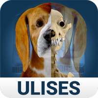 Osteology in Dogs (Free)