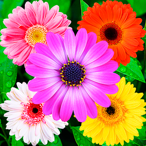 Flowers Stickers for WhatsApp icon