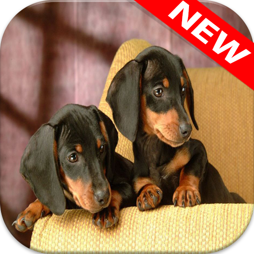 Dachshund Wallpapers icon