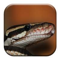 Snake Sounds on 9Apps