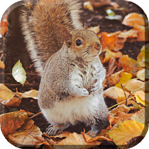 Autumn Live Wallpaper (backgrounds &amp; themes) icon