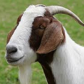 Animal Sounds For Kids icon