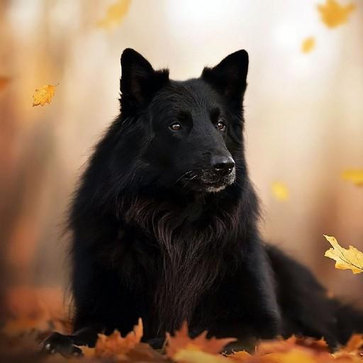 Dog Puzzles Jigsaw Free Games icon