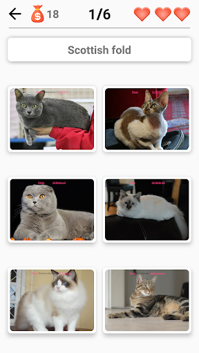 Races de chat- Quiz sur les chats.Devinez le chat! screenshot 2