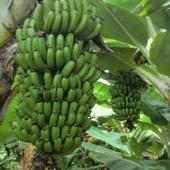 Good Agricultural Practices (GAP) on 9Apps