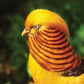 Birds Sounds and Ringtons icon