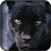 Panther wallpapers icon