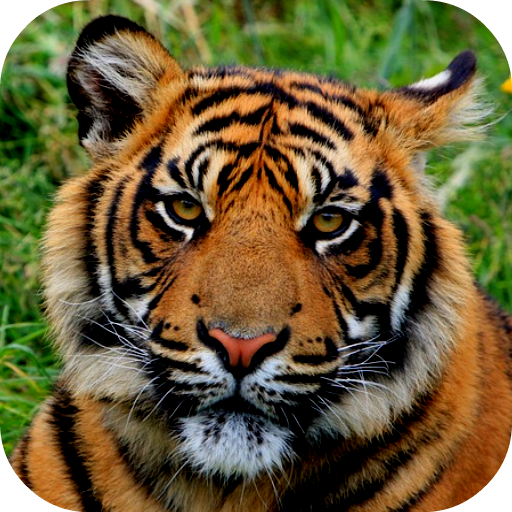 Tiger Wallpapers иконка