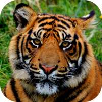 Tiger Wallpapers on 9Apps